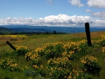 Spring photo - Balsam Root and clouds