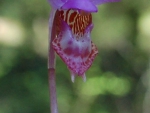 Spring photo - Calypso Orchid