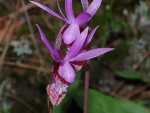 Spring photo - Calypso Orchids