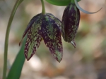 Spring photo - Fritillaria