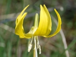Spring photo - Glacier Lily