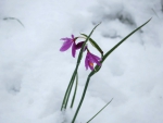 Spring photo - Grass Widows in snow