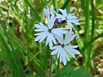 Spring photo - Prairie Star (small)
