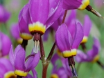 Spring photo - Shooting Stars