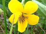Spring photo - Yellow Violet