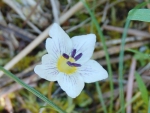 Spring photo - unknown wildflower