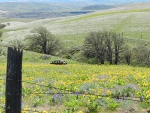 xSpring photo - wildflowers, old car, gorge - Jeff