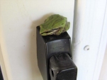 Frog-on-Screen-Door-Handle-Gwen-Berry