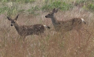 Twin-Fawns-Gwen-Berry