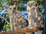 Young-Great-Horned-Owls-Gwen-Berry