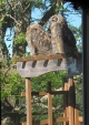 Young-Great-Horned-Owls-right-outside-my-window-Gwen-Berry