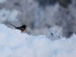 callendo_spotted_towhee