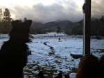 Dogs in winter. Photo: Kelly Blanchard