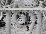 Winter detail. Photo: Gwen Berry