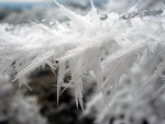 Winter detail. Photo Jake Jakabosky