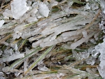 Winter detail (day of the fire). Photo: Gwen Berry