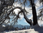webFrom our House, Oak in Winter, 2017, Nance Carter