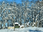 webOld Truck with Snow and Trees, Peg Caliendo