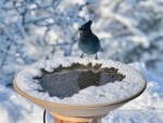 webStellar Jay - heated birdbath with snow around edge, Peg Caliendo