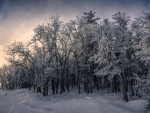 webUp a Winter Road, 2017, Virgil Harper
