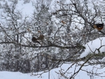 webWinter Birds on a Branch, Peg Caliendo