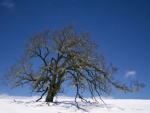 webWinter Oak by Full Moon, Struck Road 2-2017, Eric Shrum
