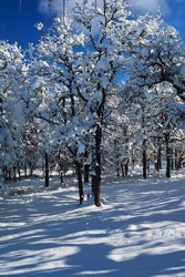 Cool-Winter-Colors